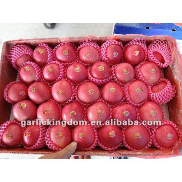 Fuji Apple(20kg carton,100-113-125PCS)